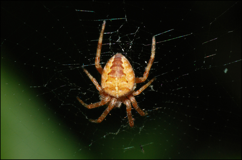 Araneus diadematus